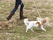 犬の散歩・ペットのお世話